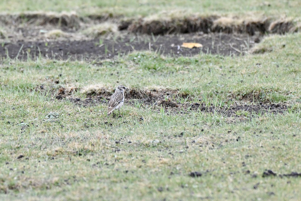 White-rumped Snowfinch - ML638358688