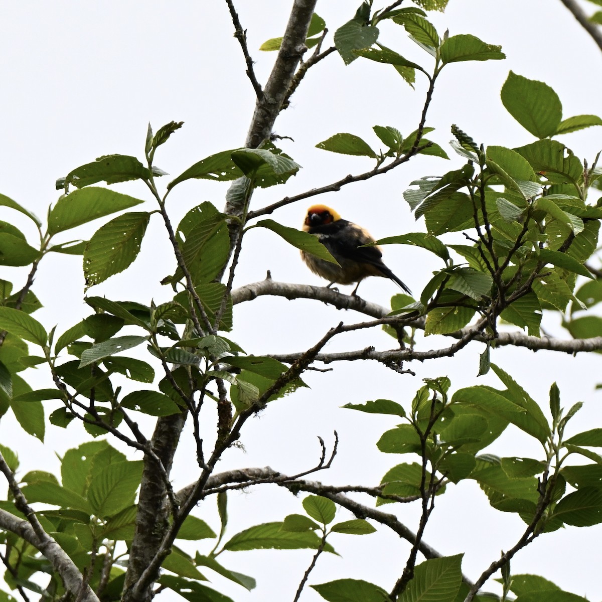Flame-faced Tanager (Flame-faced) - ML638358691