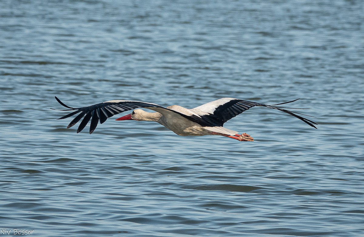 Pygmy Cormorant - ML638358696