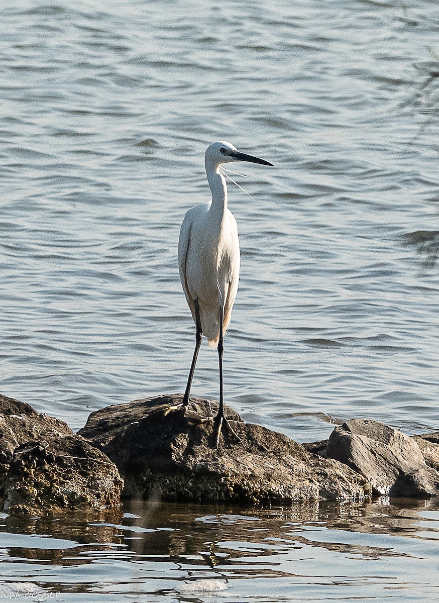 Pygmy Cormorant - ML638358697