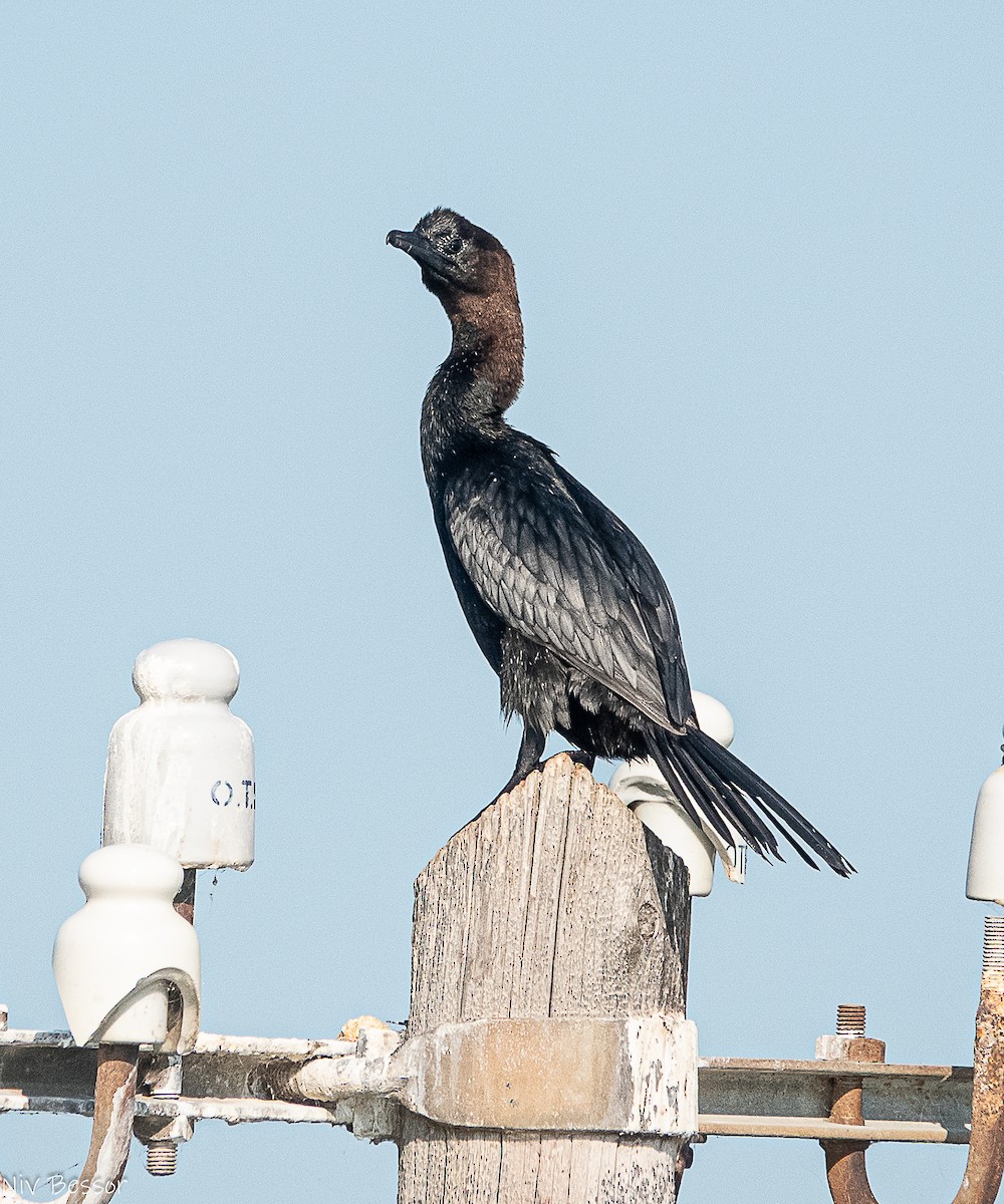 Pygmy Cormorant - ML638358698