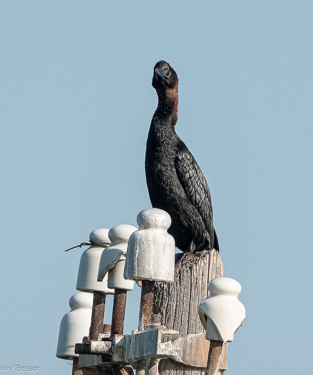 Pygmy Cormorant - ML638358699