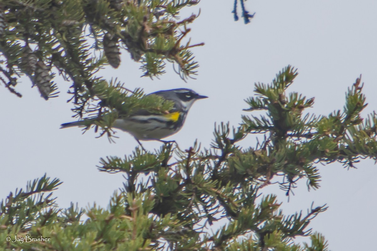Пісняр-лісовик жовтогузий (підвид coronata) - ML638358705