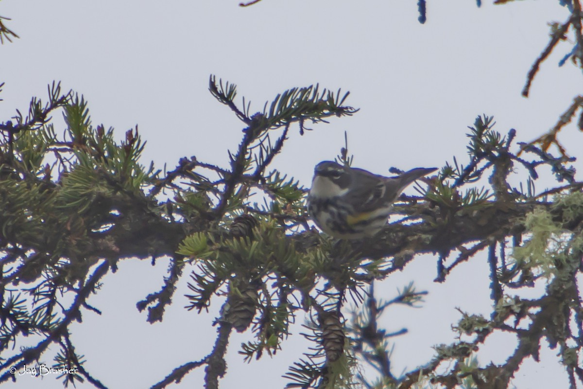 Пісняр-лісовик жовтогузий (підвид coronata) - ML638358706