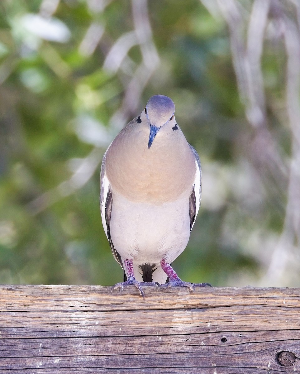 White-winged Dove - ML638358740