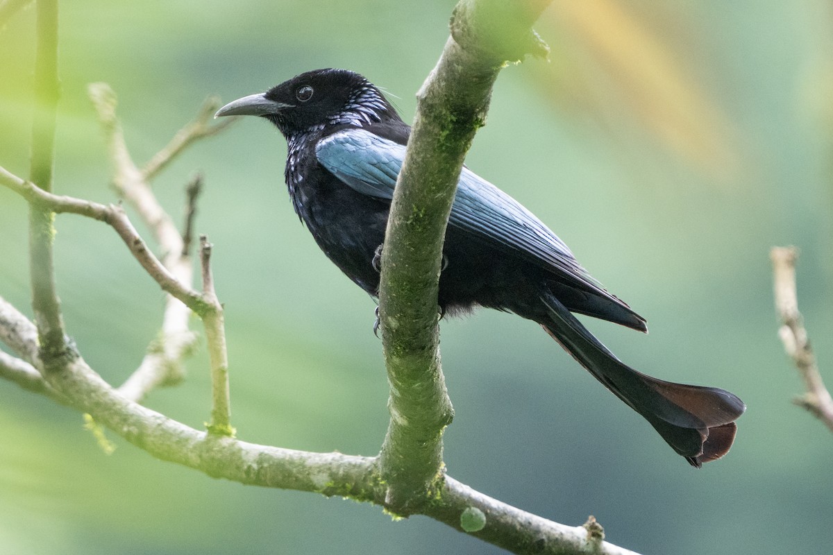 hårdrongo - ML638358745