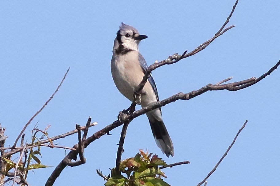 blåskrike - ML638358768