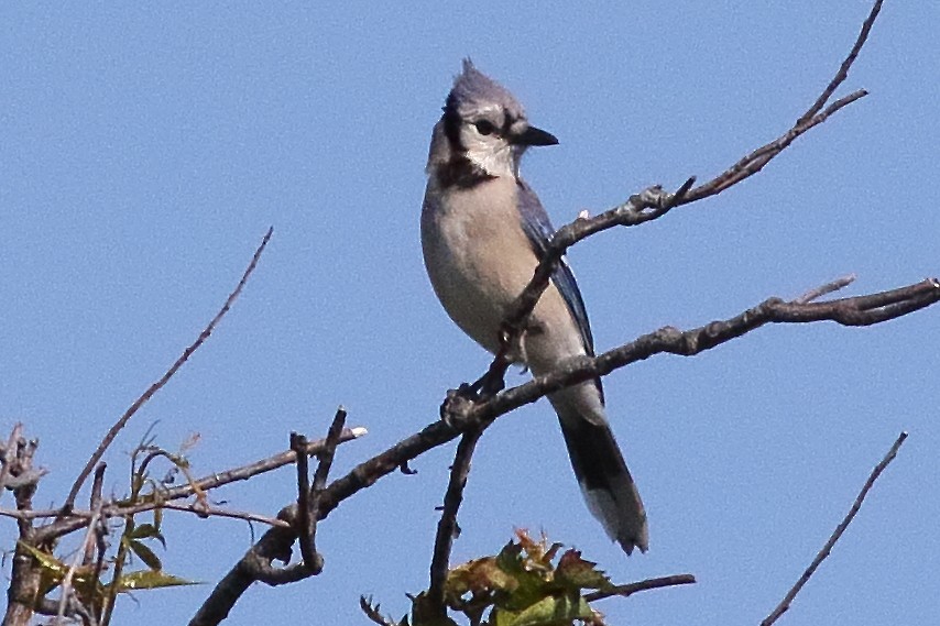 blåskrike - ML638358769