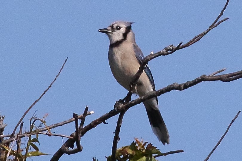 blåskrike - ML638358770