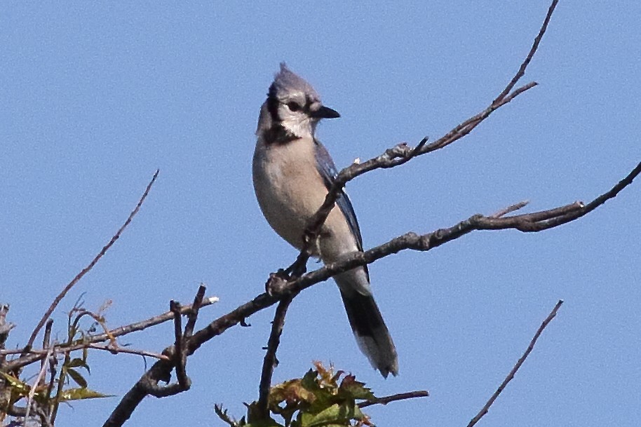 blåskrike - ML638358771