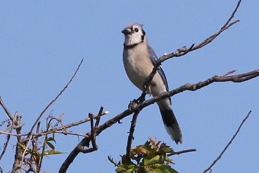blåskrike - ML638358772