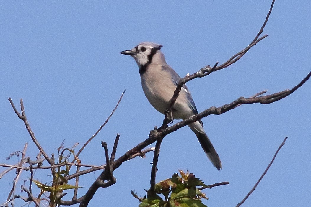 blåskrike - ML638358774