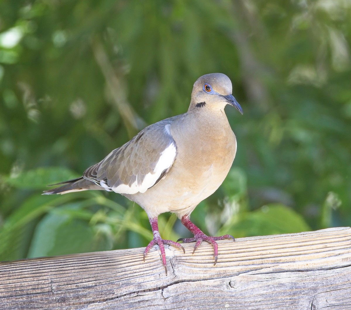 White-winged Dove - ML638358784