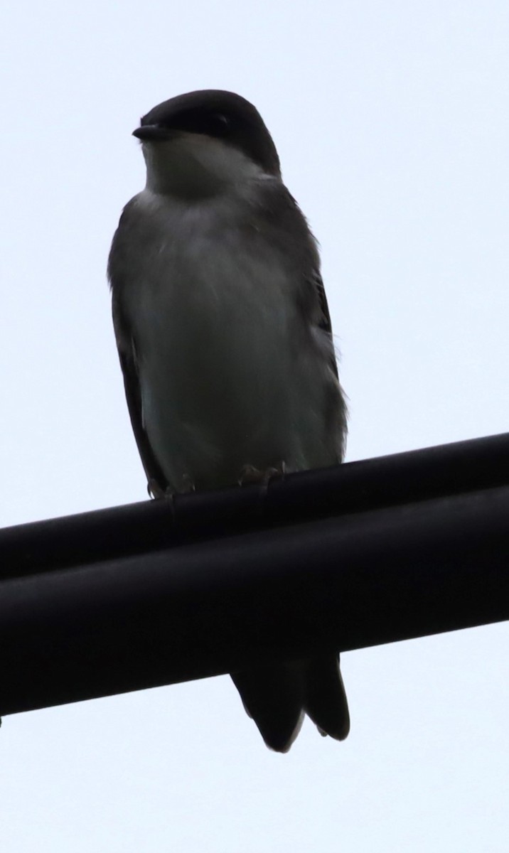 Golondrina Bicolor - ML638358792