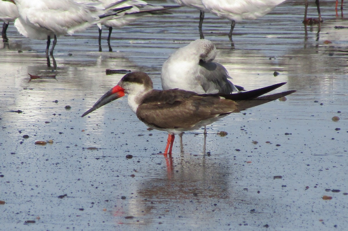 Black Skimmer - ML638358795