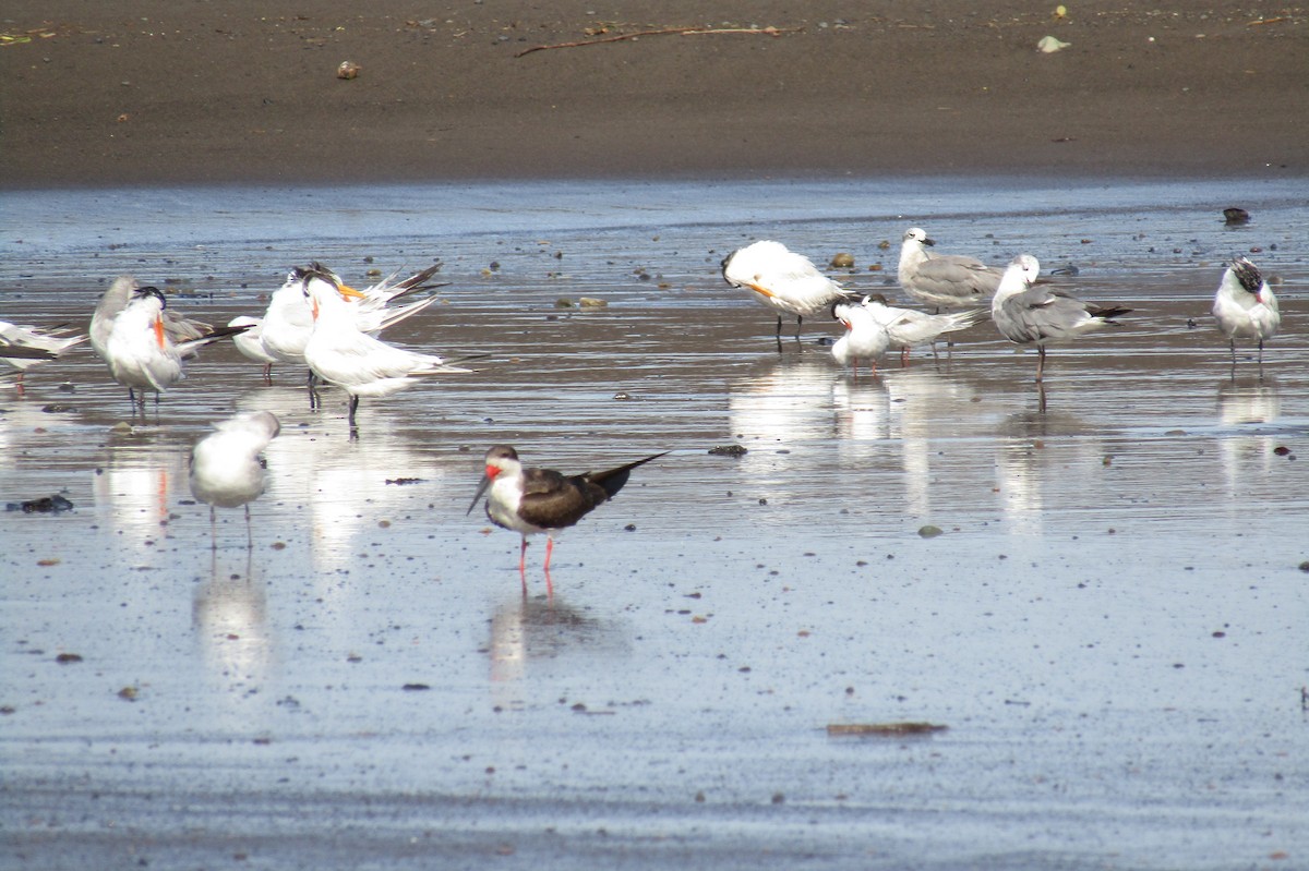 Black Skimmer - ML638358796