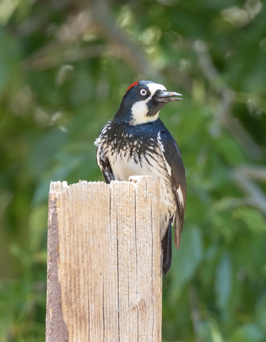 Acorn Woodpecker - ML638358833