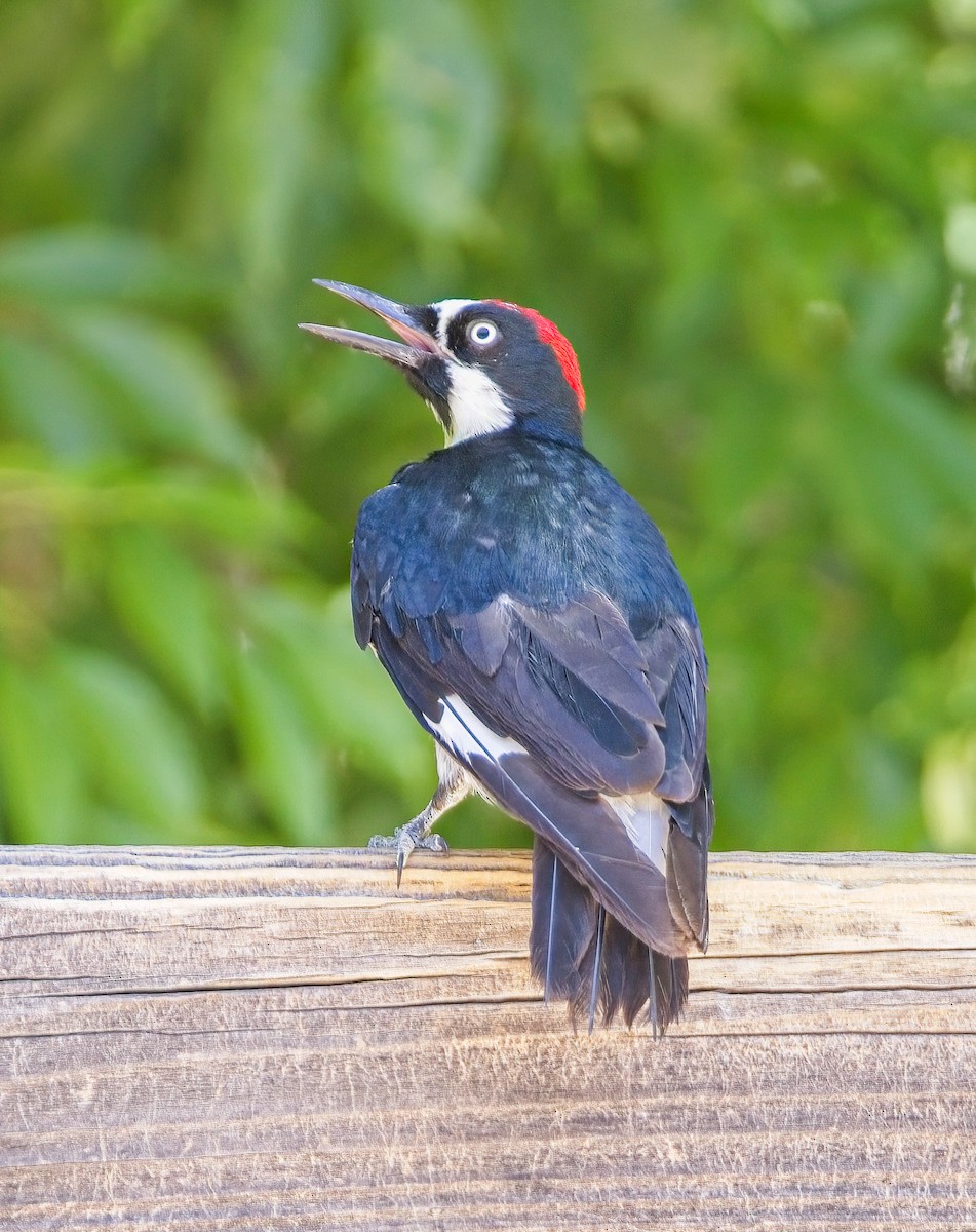 Acorn Woodpecker - ML638358848