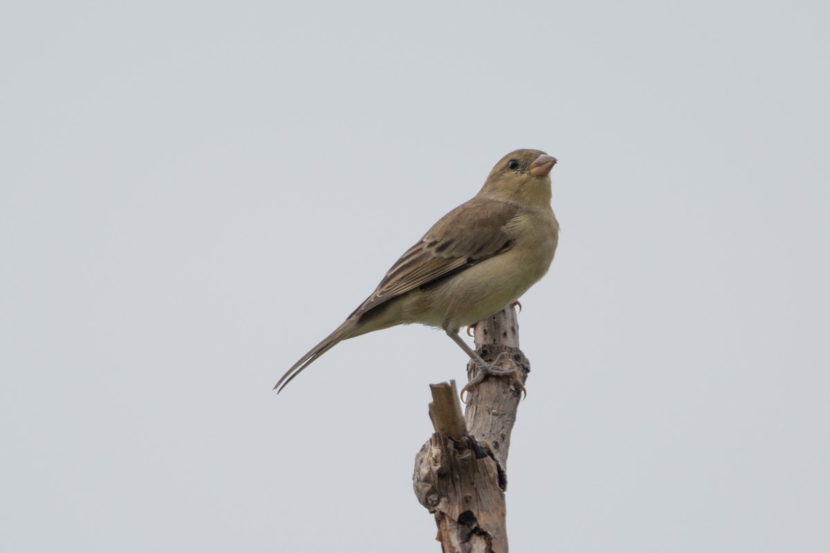 Plain-backed Sparrow - ML638358863
