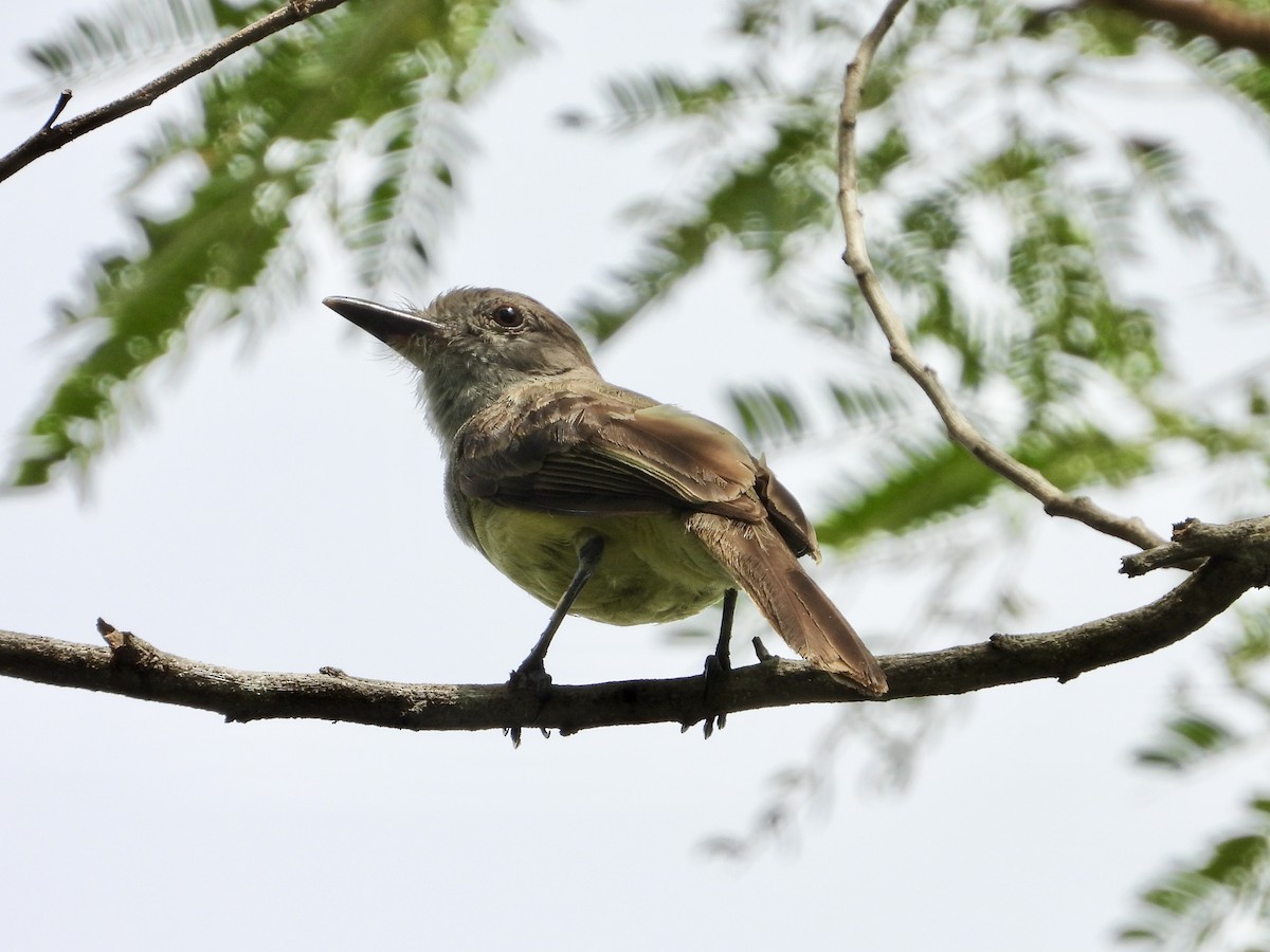 Panama Flycatcher - ML638358865