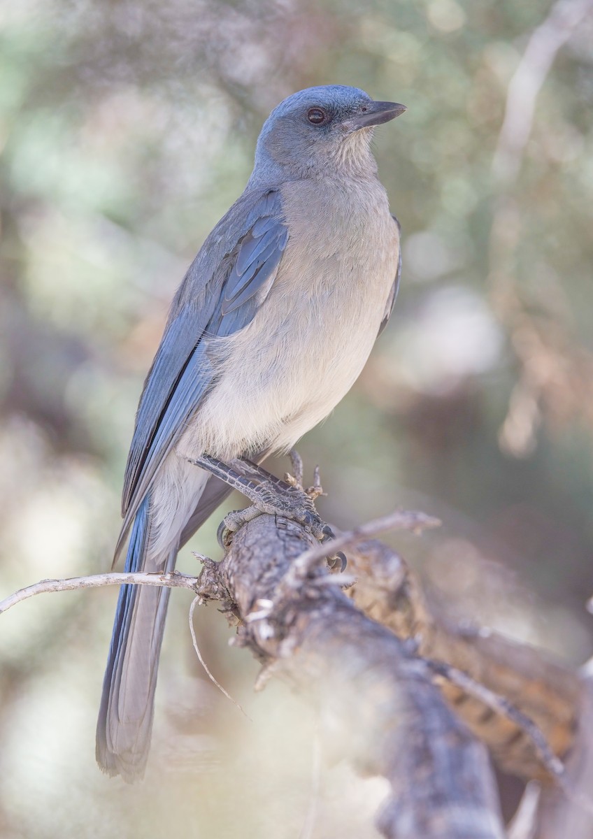 Mexican Jay (Arizona) - ML638358876