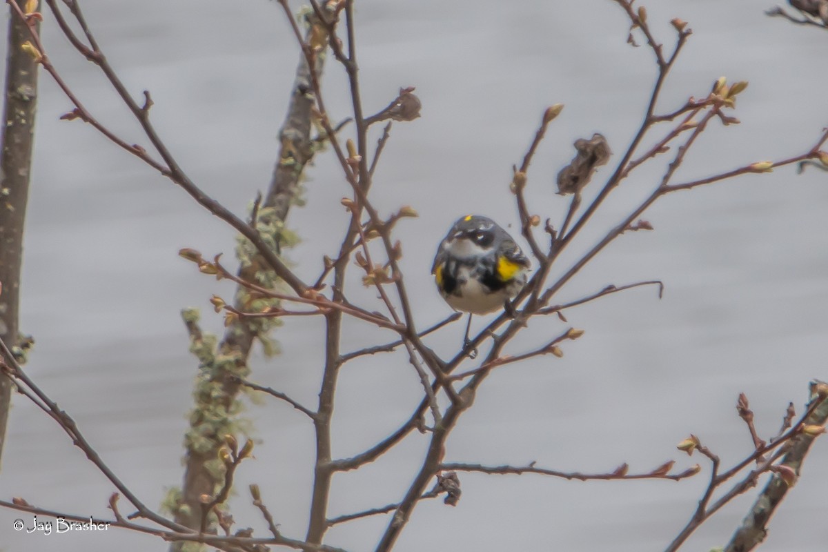 Пісняр-лісовик жовтогузий (підвид coronata) - ML638358880