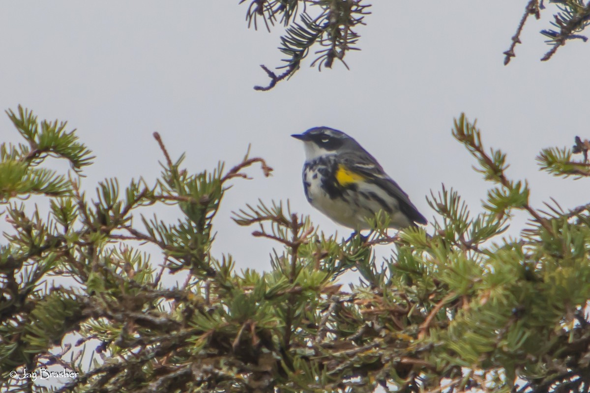 Пісняр-лісовик жовтогузий (підвид coronata) - ML638358881