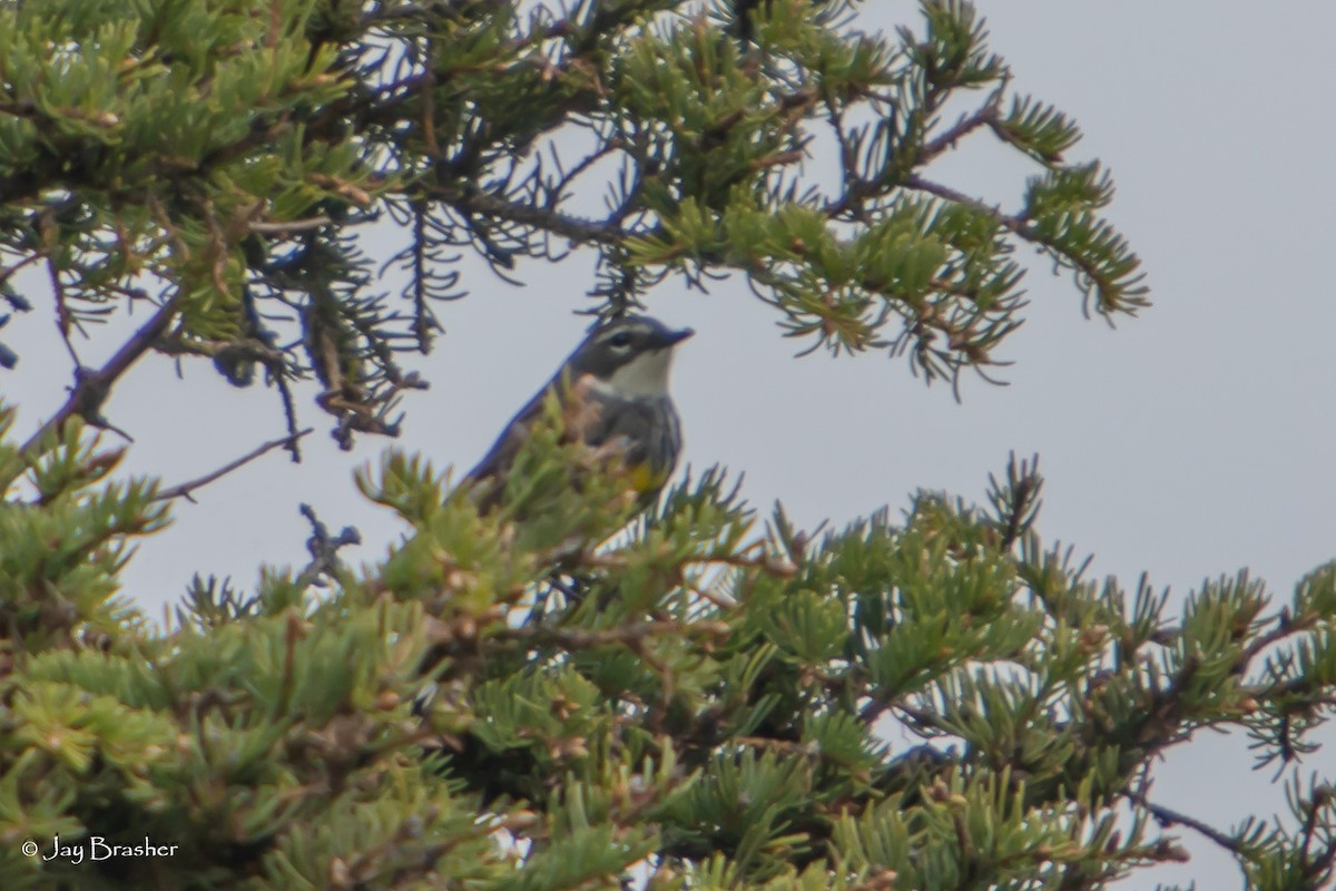 Пісняр-лісовик жовтогузий (підвид coronata) - ML638358882