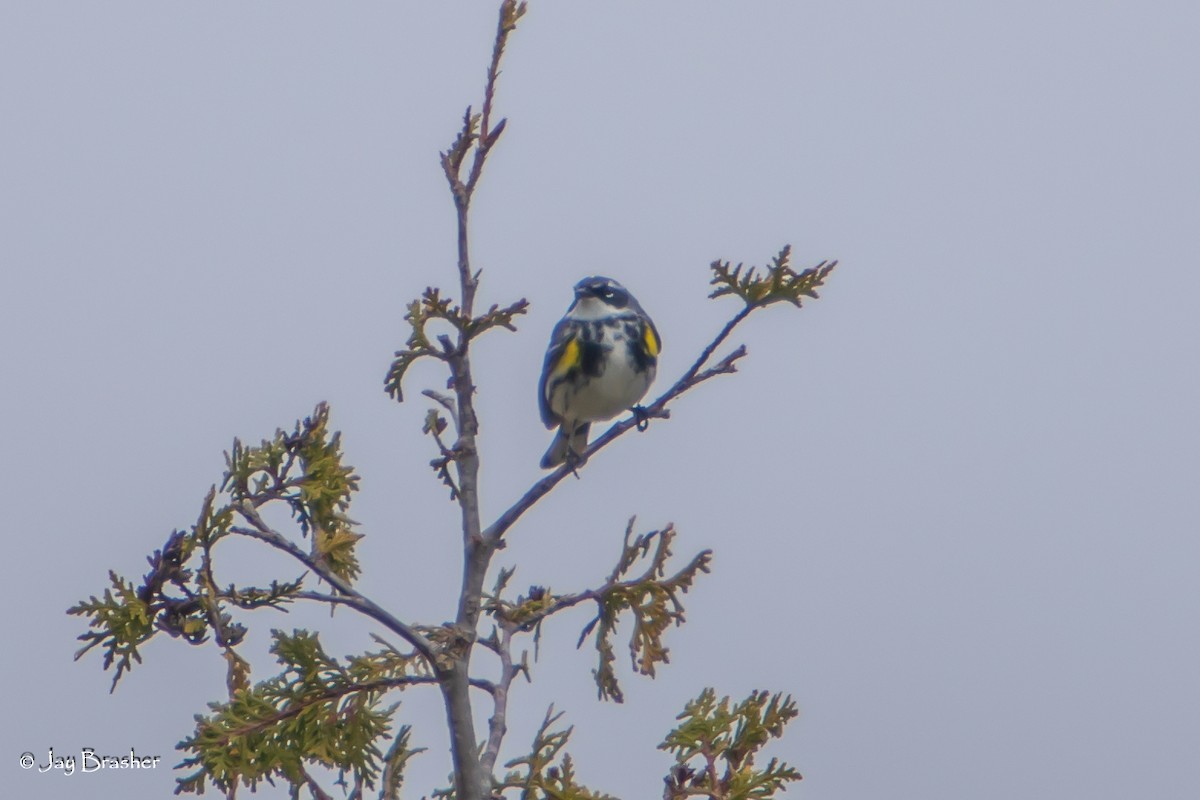 Пісняр-лісовик жовтогузий (підвид coronata) - ML638358883