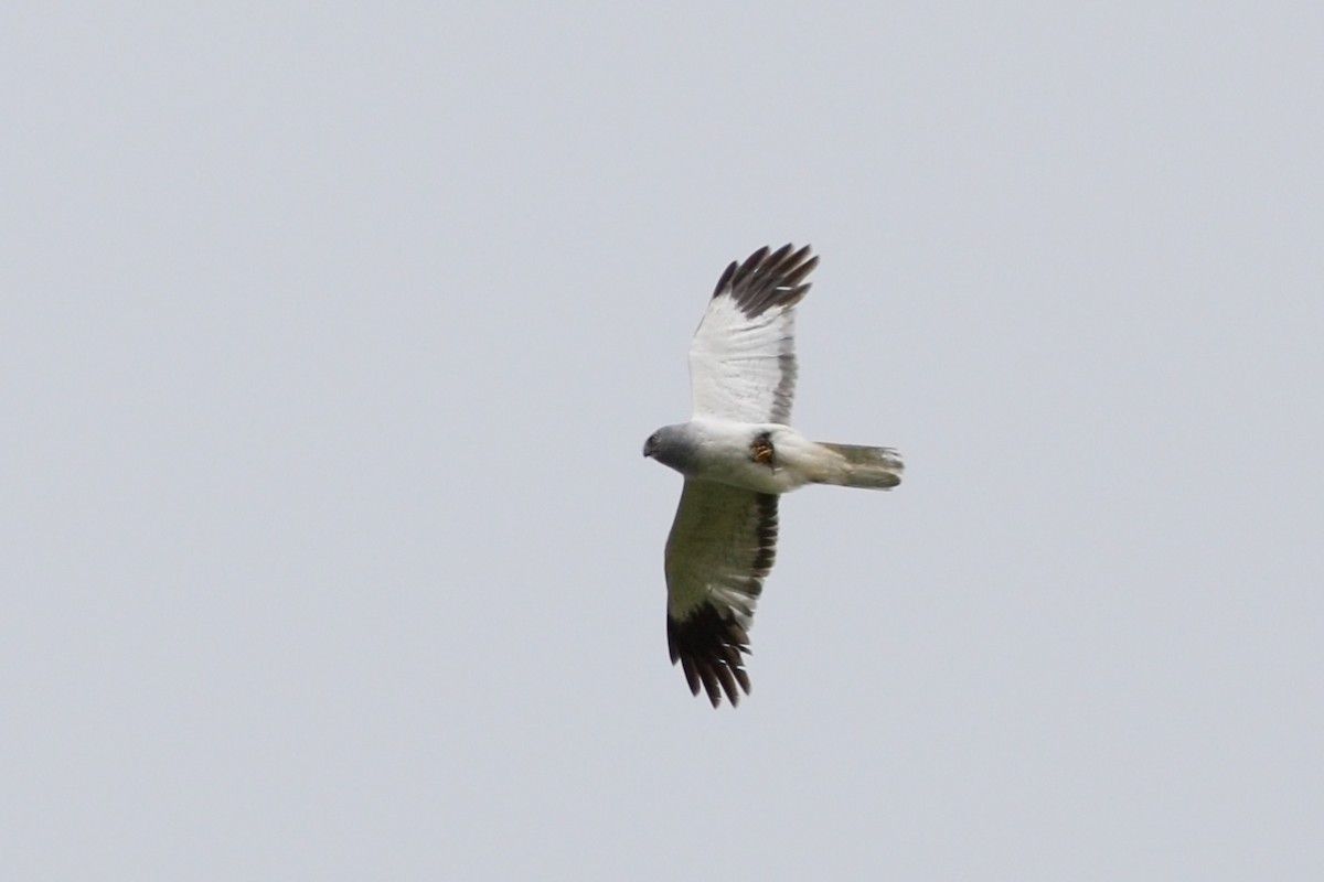Hen Harrier - ML638358888