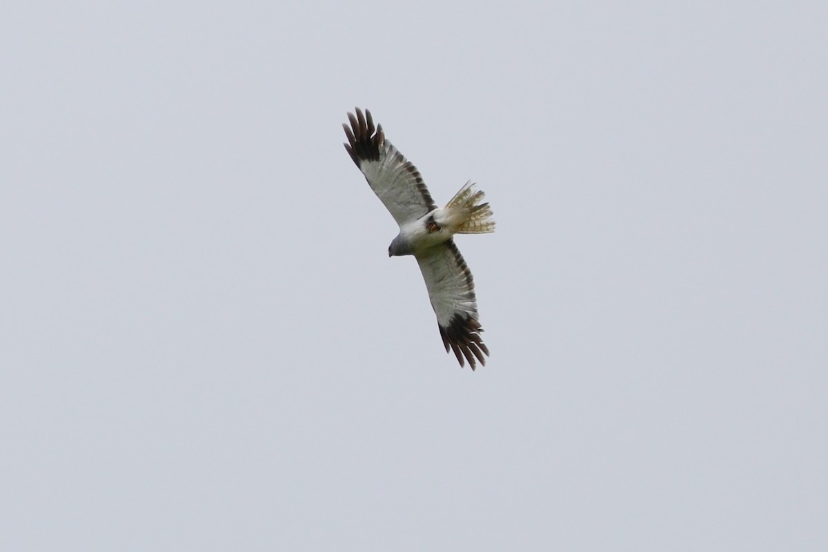 Hen Harrier - ML638358889