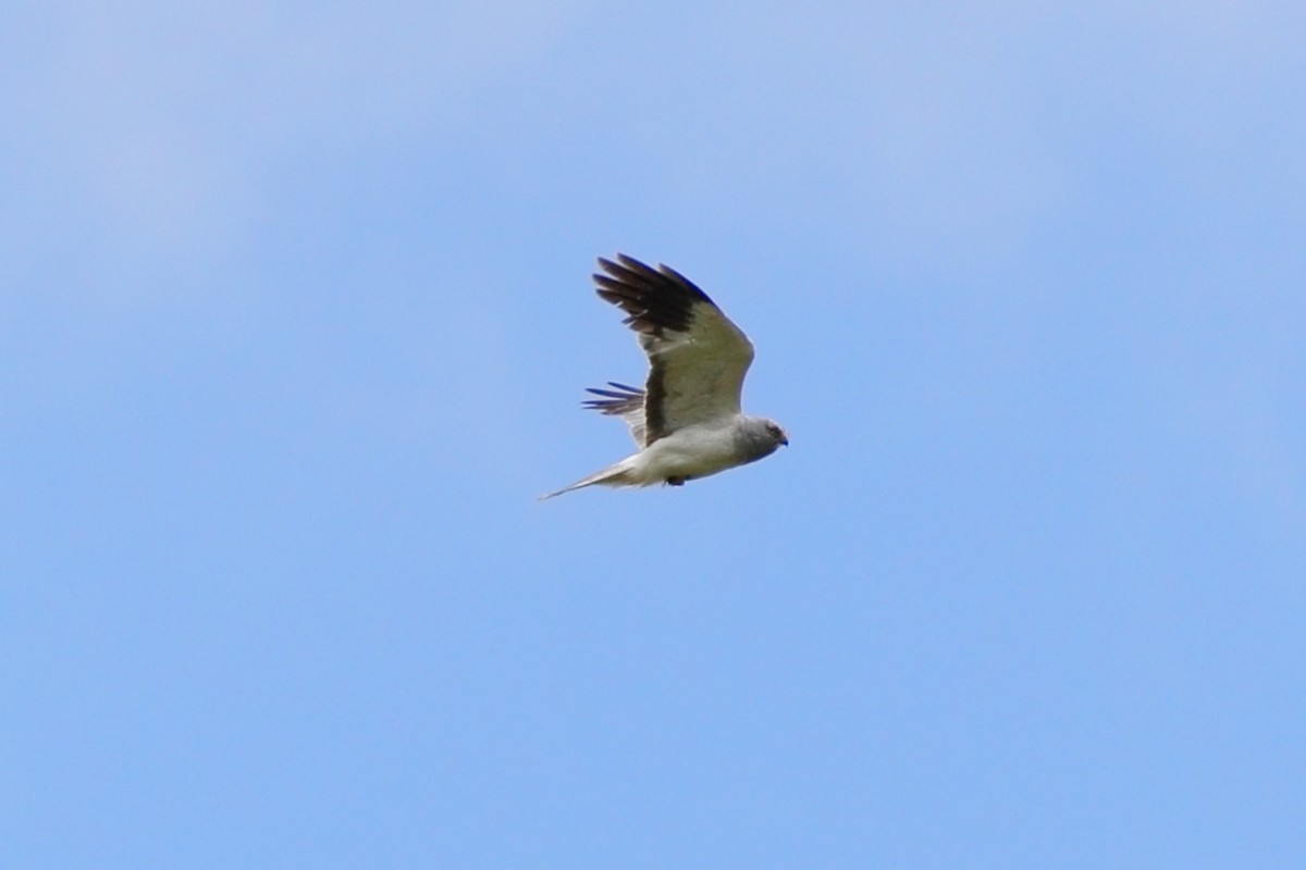 Hen Harrier - ML638358891