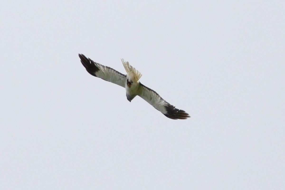 Hen Harrier - ML638358892