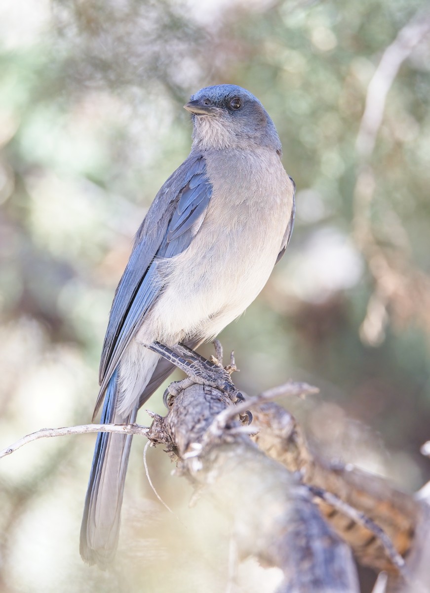 Mexican Jay (Arizona) - ML638358893
