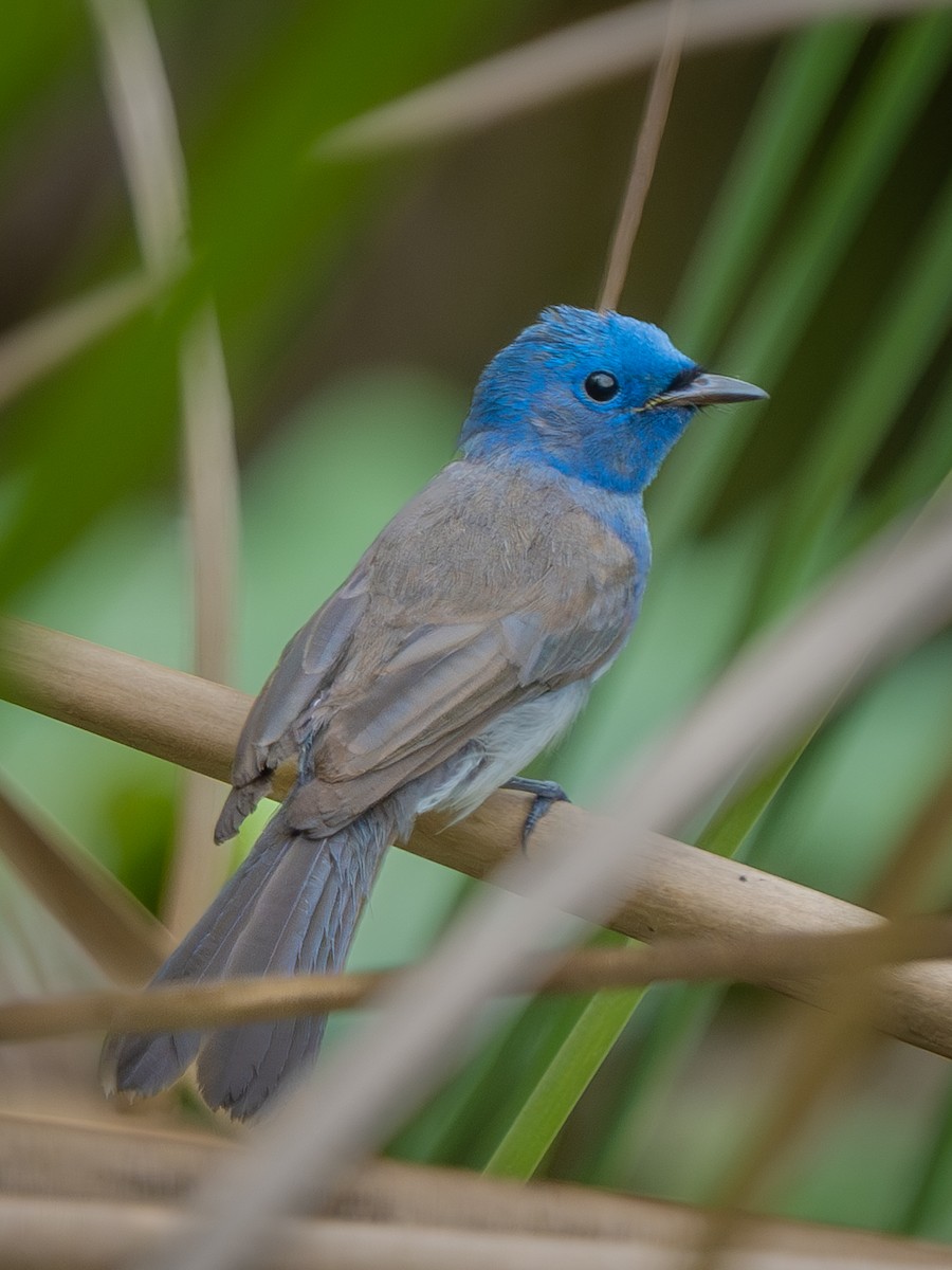 Black-naped Monarch - ML638358894
