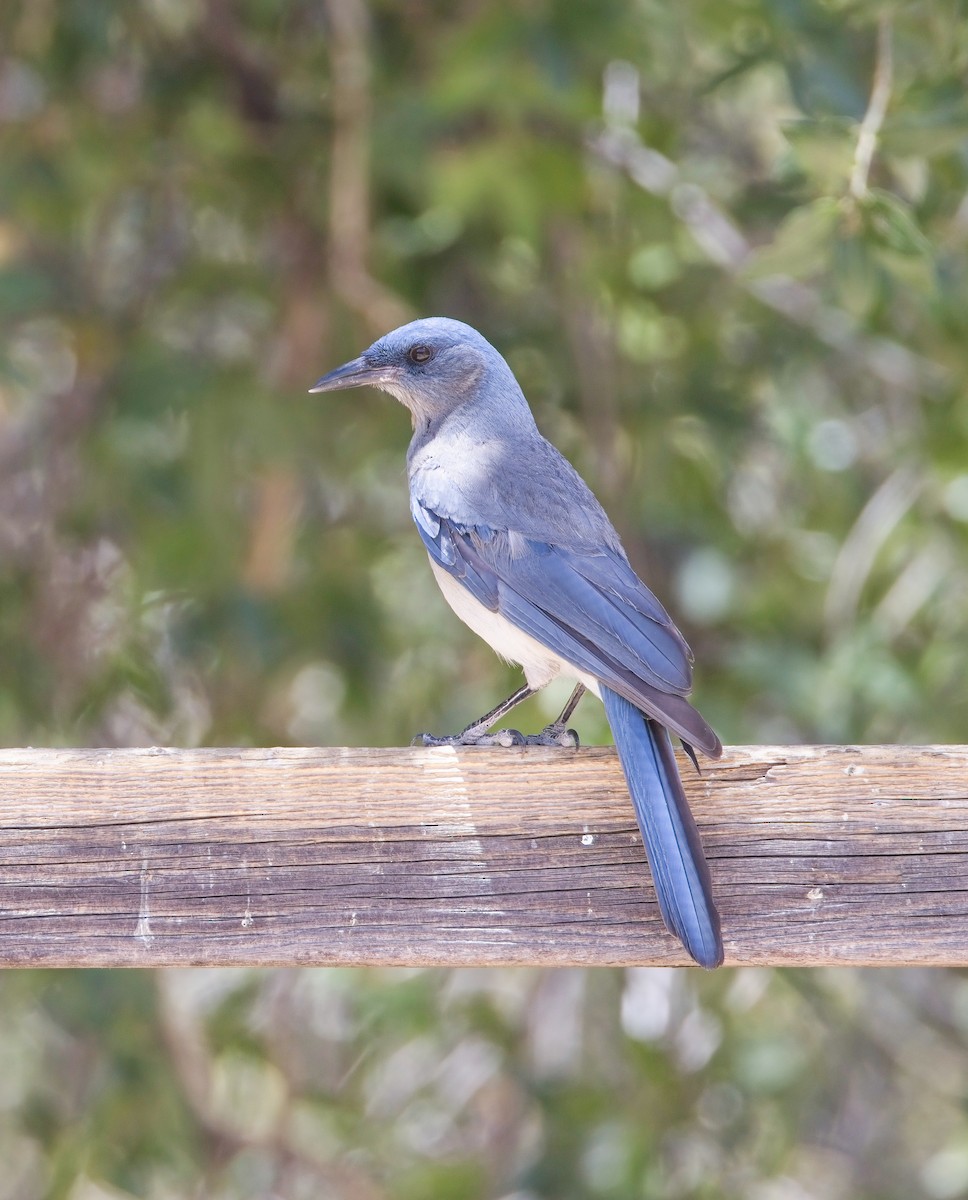 Mexican Jay (Arizona) - ML638358904