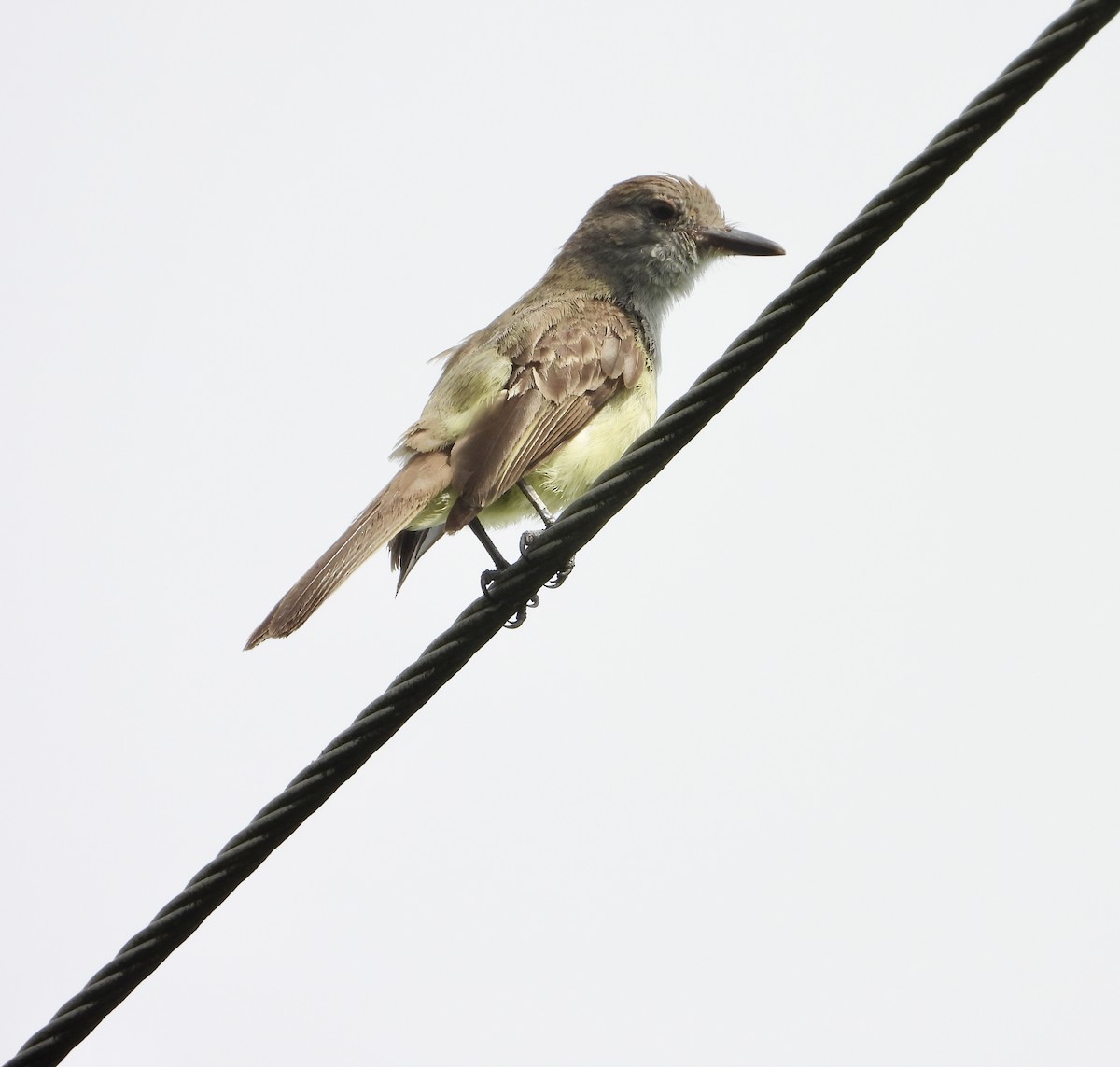 Panama Flycatcher - ML638358909
