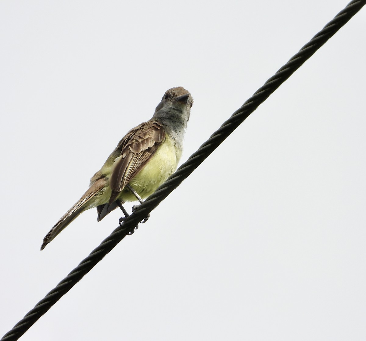 Panama Flycatcher - ML638358910