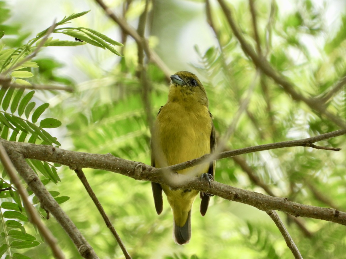 Thick-billed Euphonia - ML638358916