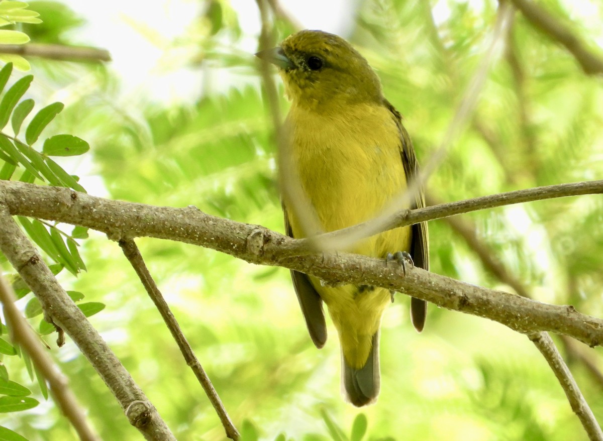 Thick-billed Euphonia - ML638358917