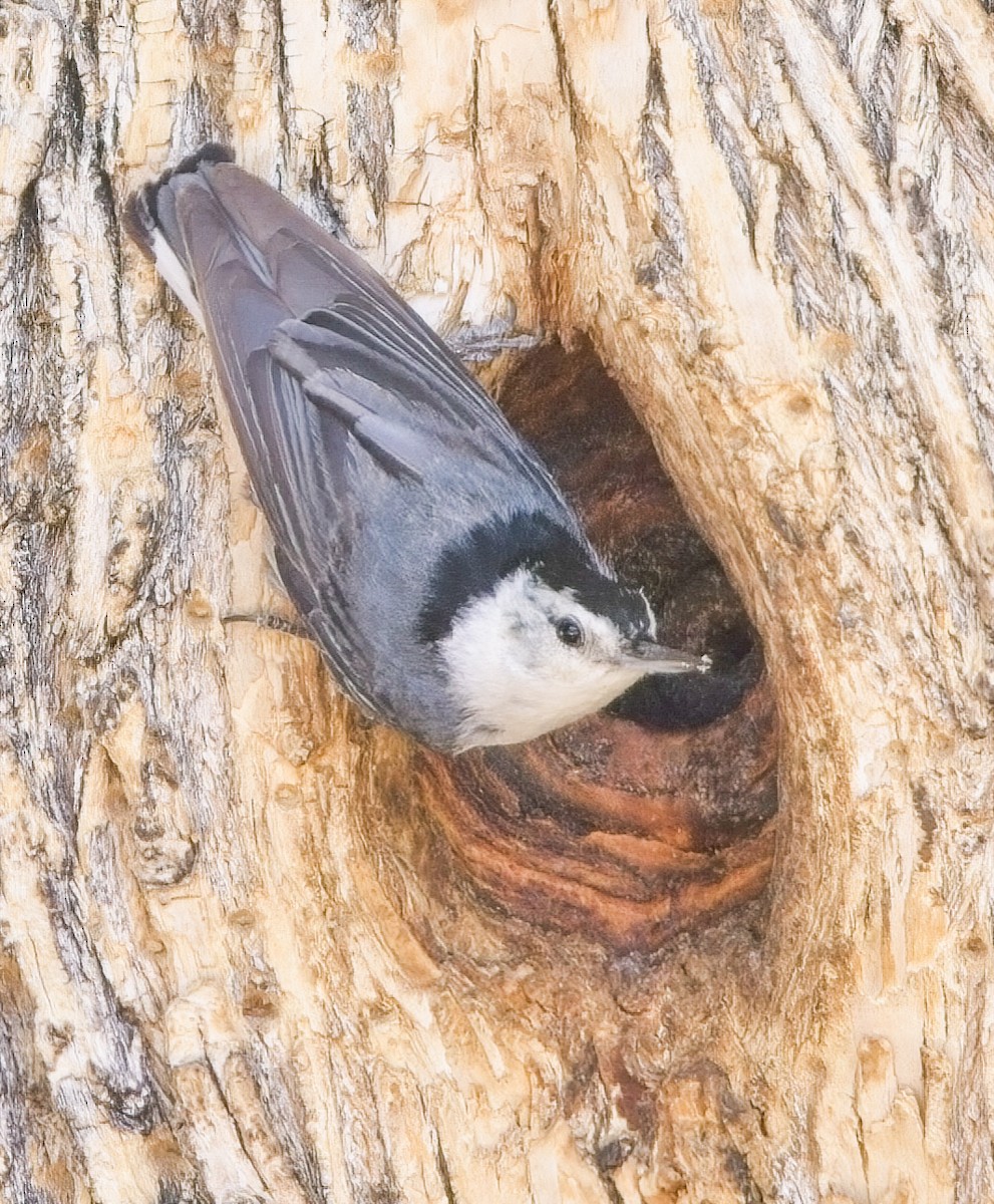 White-breasted Nuthatch (Interior West) - ML638358925