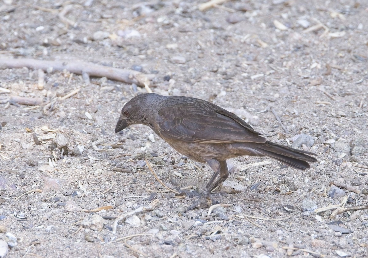 Bronzed Cowbird - ML638358953
