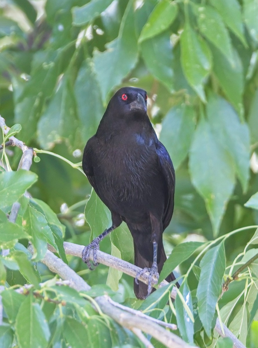 Bronzed Cowbird - ML638358960