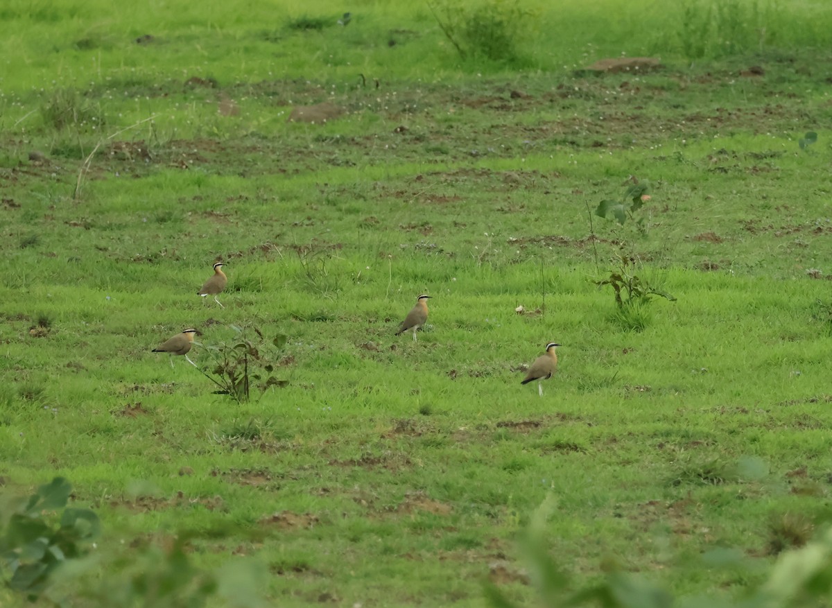 Indian Courser - ML638358963