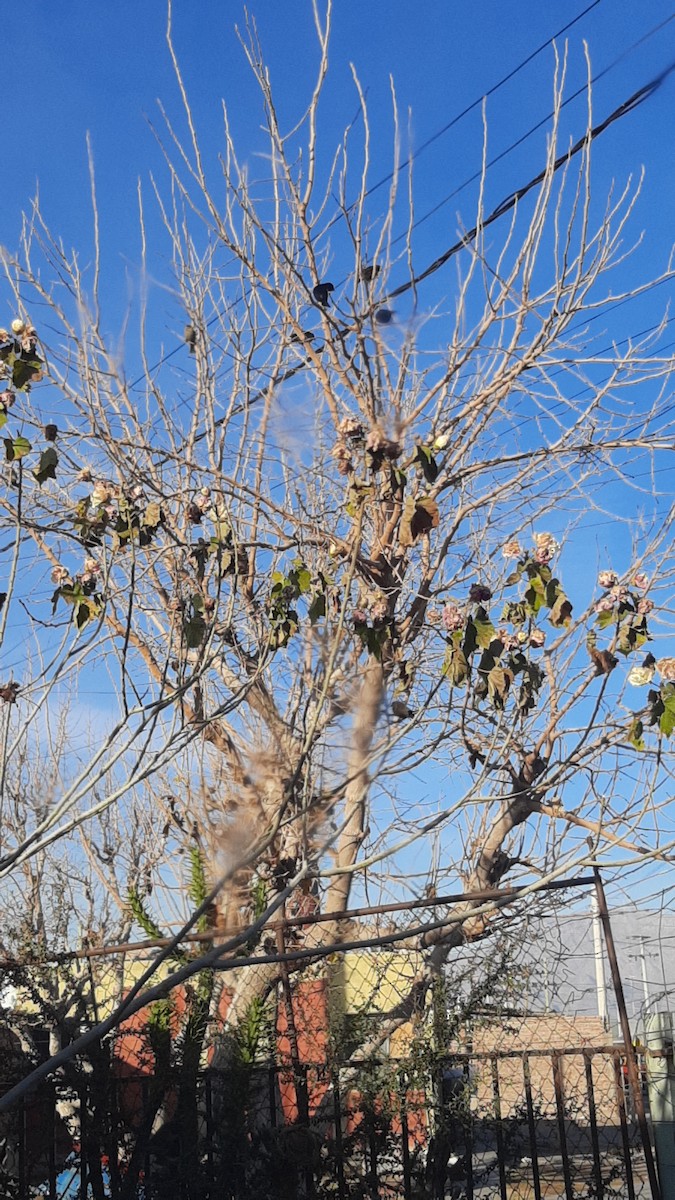 Shiny Cowbird - ML638358977