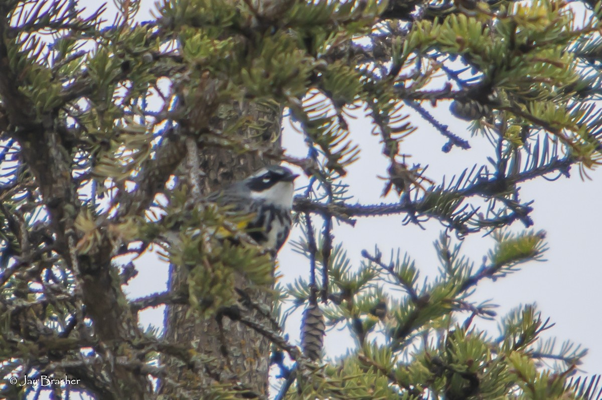 Пісняр-лісовик жовтогузий (підвид coronata) - ML638358984