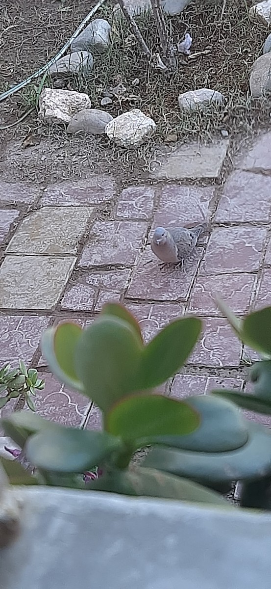 Eared Dove - ML638358990