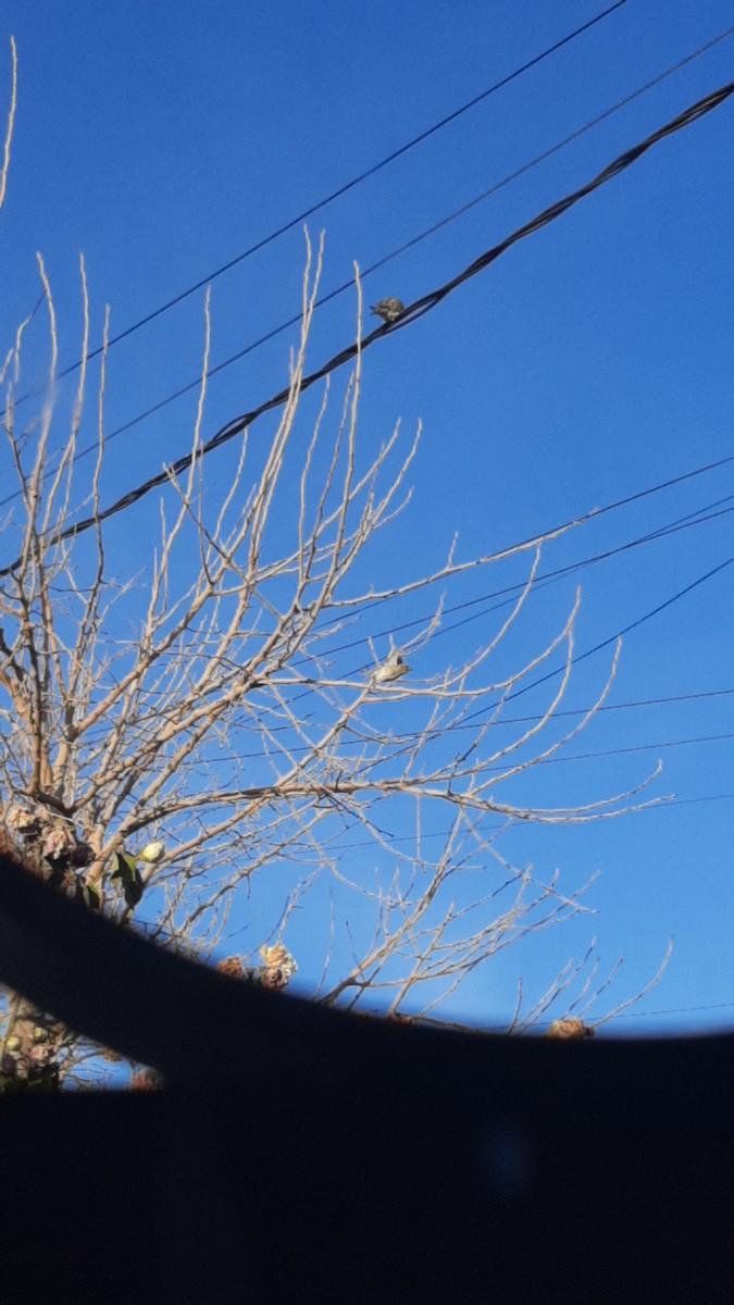 Eared Dove - ML638358991