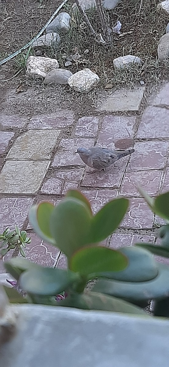 Eared Dove - ML638358992