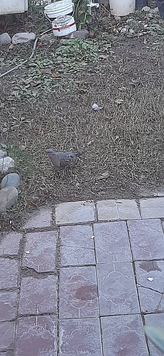 Eared Dove - ML638358993